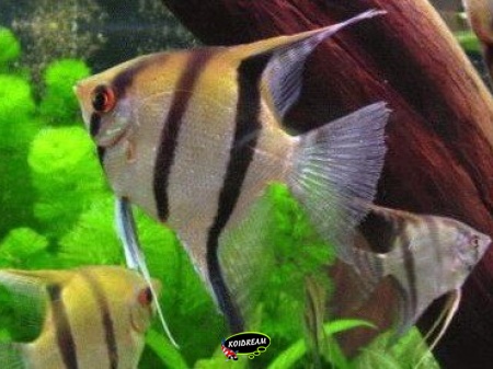 Maanvis MIX