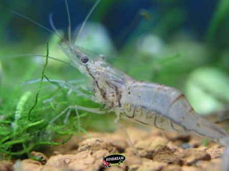 Macrobrachium lanchesteri
