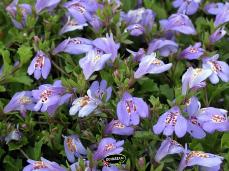 Mazus reptans 