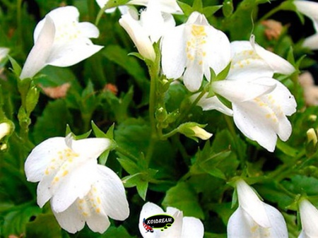 Mazus reptans 