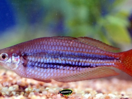 melanotaenia maccullochi