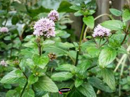 Mentha aquatica - Watermunt