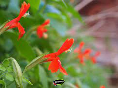 Mimulus cardinalis - Rode maskerbloem