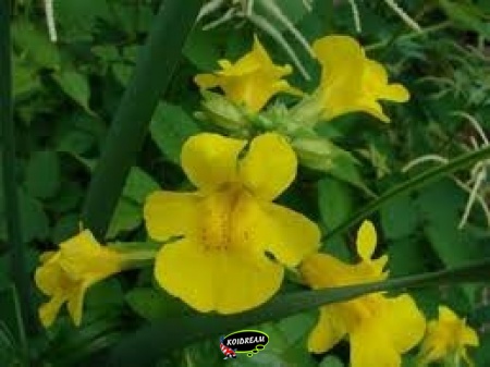 mimulus cupreus