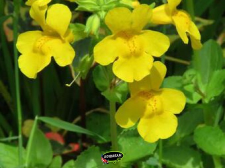 Mimulus luteus - Gele maskerbloem