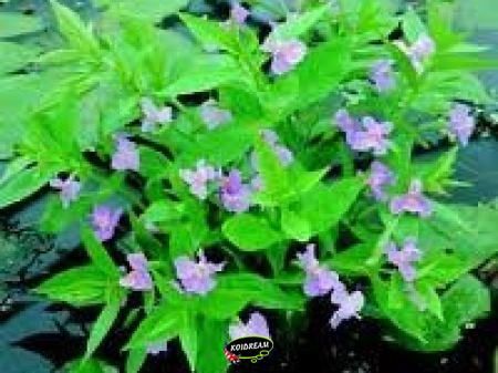 Mimulus Ringens Maskerbloem