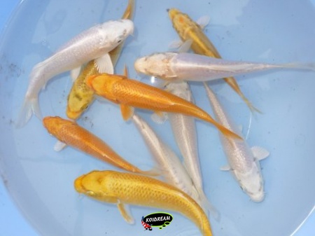 Mix Ogon 30 - 35 cm - Dagnoy