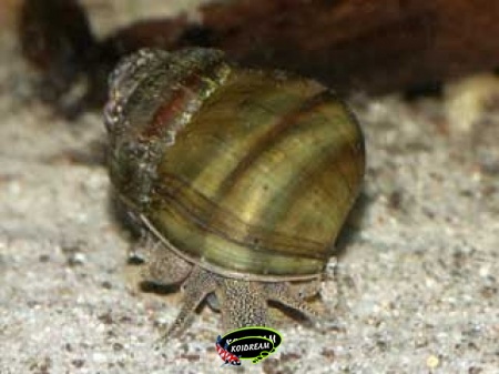 Moerashoornslak - Viviparus viviparus Moerashoornslak - Viviparus viviparus