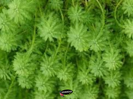 Myriophyllum scrabatum - Vederkruid
