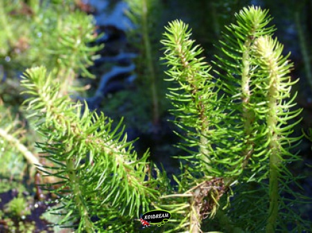 Myriophyllum crispatum - Golvend vederkruid