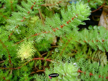Myriophyllum procerpinacoides - Vederkruid