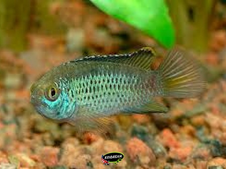 Nannacara anomala