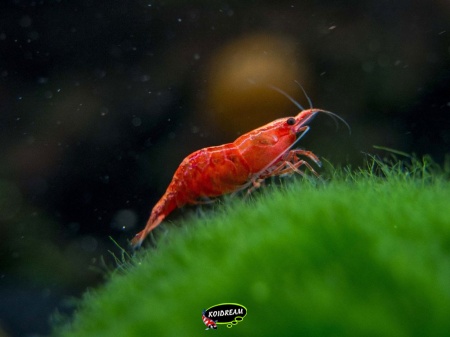 Neocardina blody merry