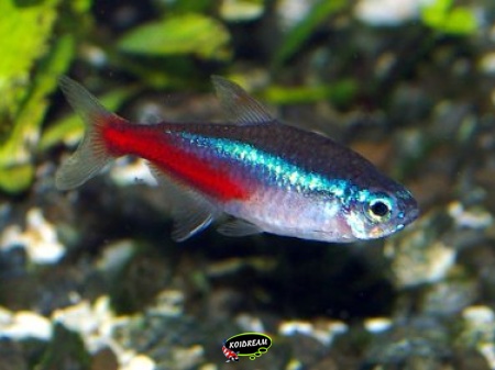 neontetra