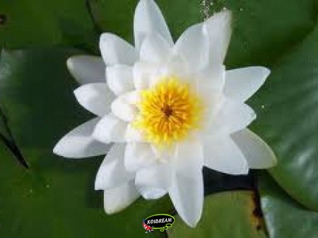 Nymphaea Alba
