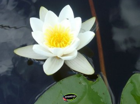 Nymphaea Alba - Waterlelie Kant en klaar in mand