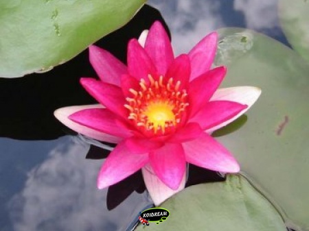 Nymphaea Escarboucle in mand