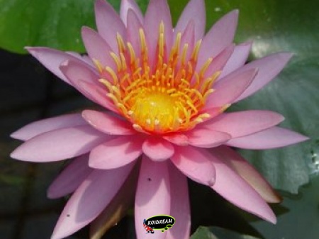 Nymphaea Firecrest