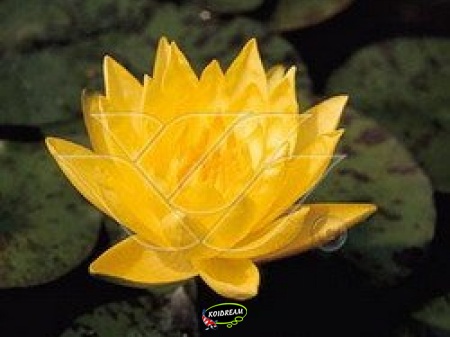 Nymphaea Joey Tomocik