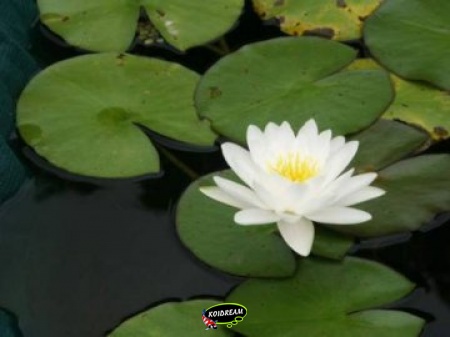 Nymphaea Marliacea Albida