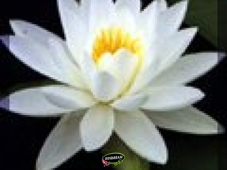 Nymphaea Potslingberg