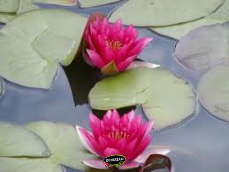 Nymphaea Pygmaea Rubra
