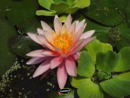 Nymphaea Rose Arey in mand