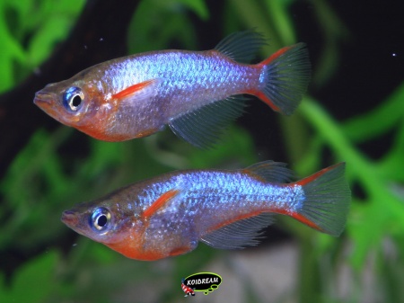 Oryzias Woworde
