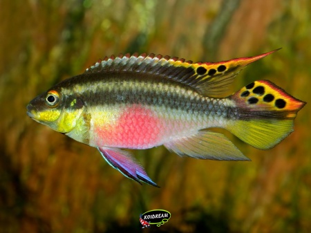pelvicachromis pulcher