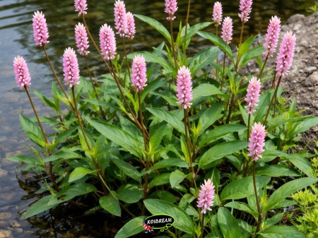 Persicaria amphibia - zuurstofplant Persicaria amphibia - zuurstofplant