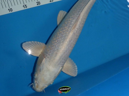 Platinium Ginron Ogon