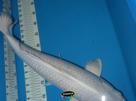 Platinium Ogon