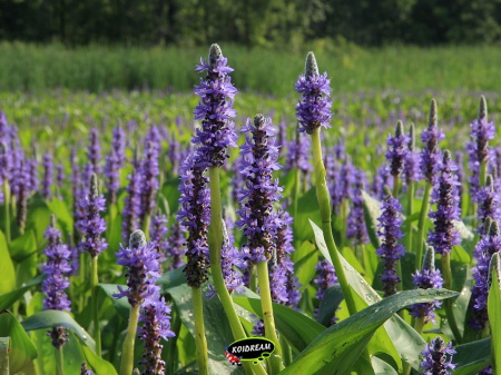 Pontederia cordata - Moerashyacint