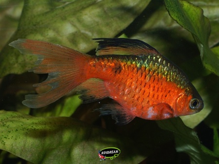 Prachtbarbeel / Puntius Conchonius