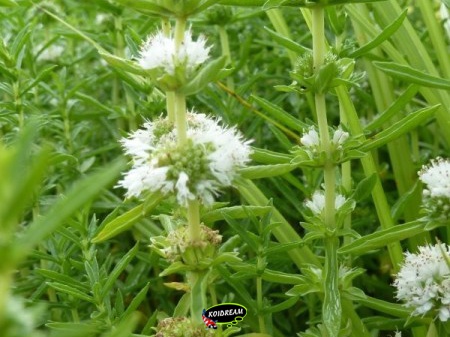 Preslia cervina 