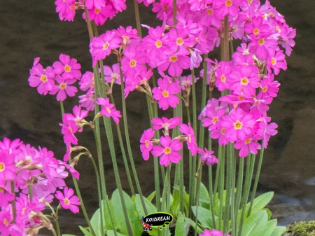Primula rosea - Sleutelbloem