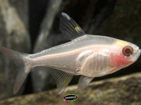 Pristella Maxillaris Gold