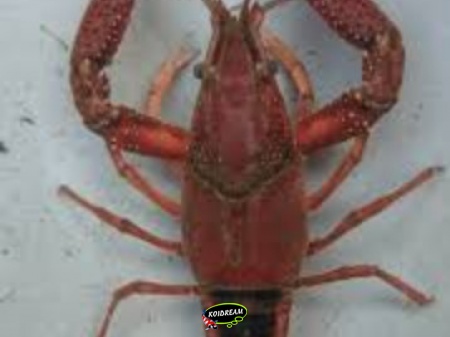 Procambarus acutus Procambarus acutus