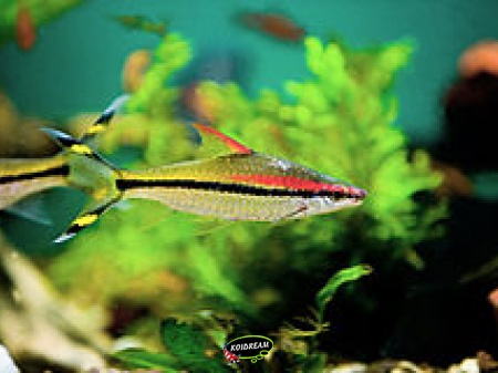 Puntius denisonii