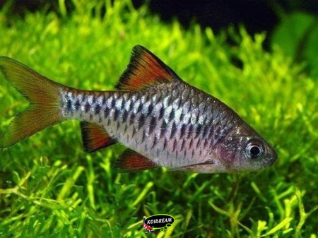 Puntius Oligolepis / Eilandbarbeel
