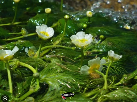 Ranunculus aquatilis – Waterranonkel zuurstofplant Ranunculus aquatilis – Waterranonkel zuurstofplant