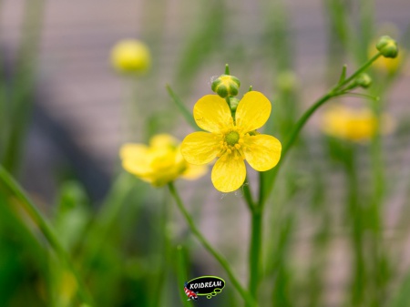 Ranunculus flammula - Egelboterbloem