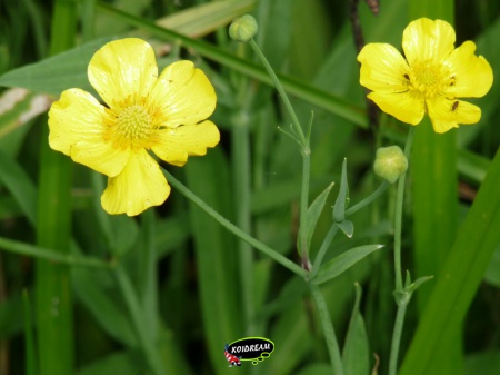 Ranunculus lingua 