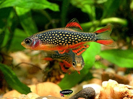 rasbora galaxy