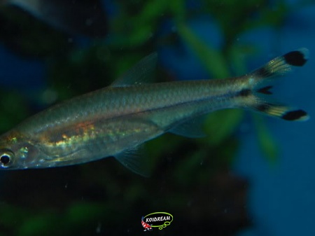 rasbora Trilineata / Knipstaart
