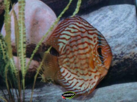 Rood Turquoise 