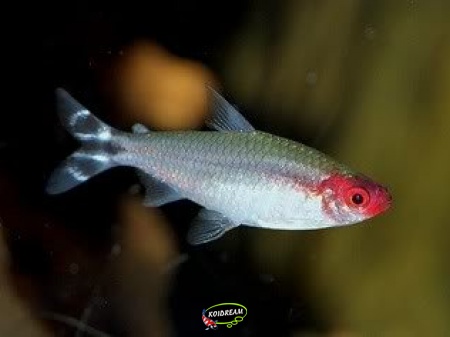 Roodkopzalm - Hemigrammus Bleheri