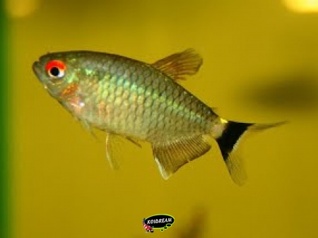 Roodoog Zalm
