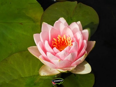 Roze Nymphaea Madame Wilfron Gonnere