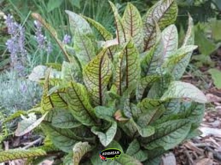 Rumex sanguinea